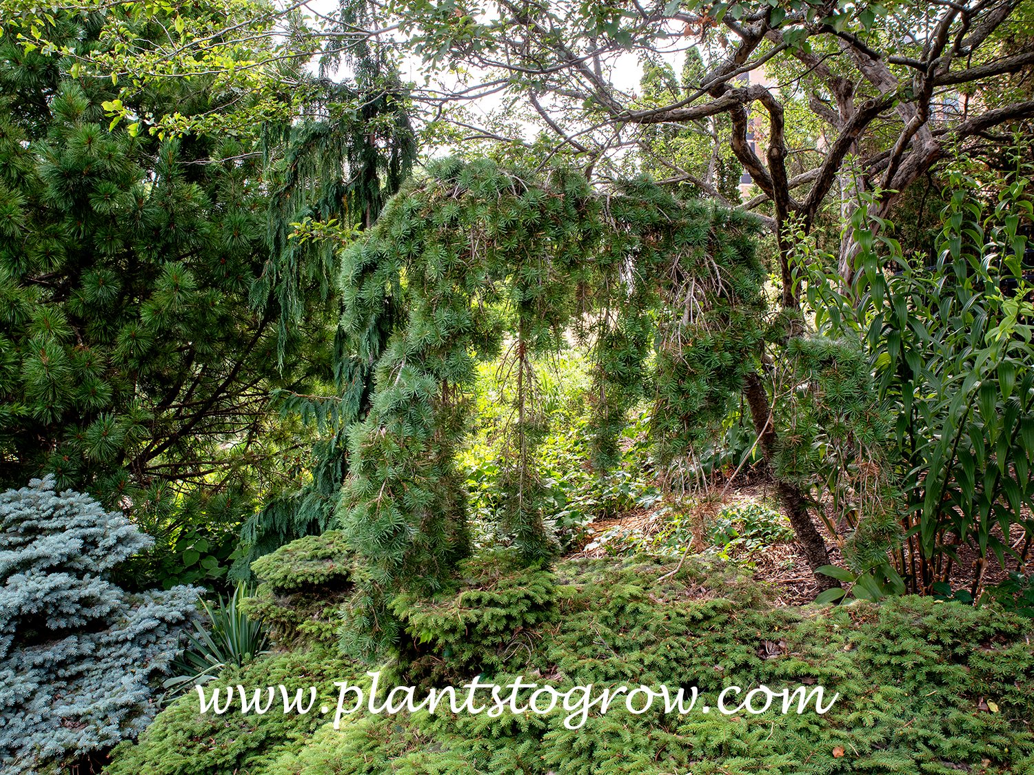 Graceful Grace Douglas Fir (Pseudotsuga menziesii)  
This plant was likely planted in full sun, but surrounding plants grew up and created shade.